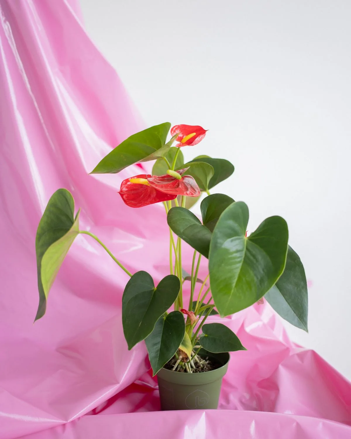 Anthurium (Tricolor)