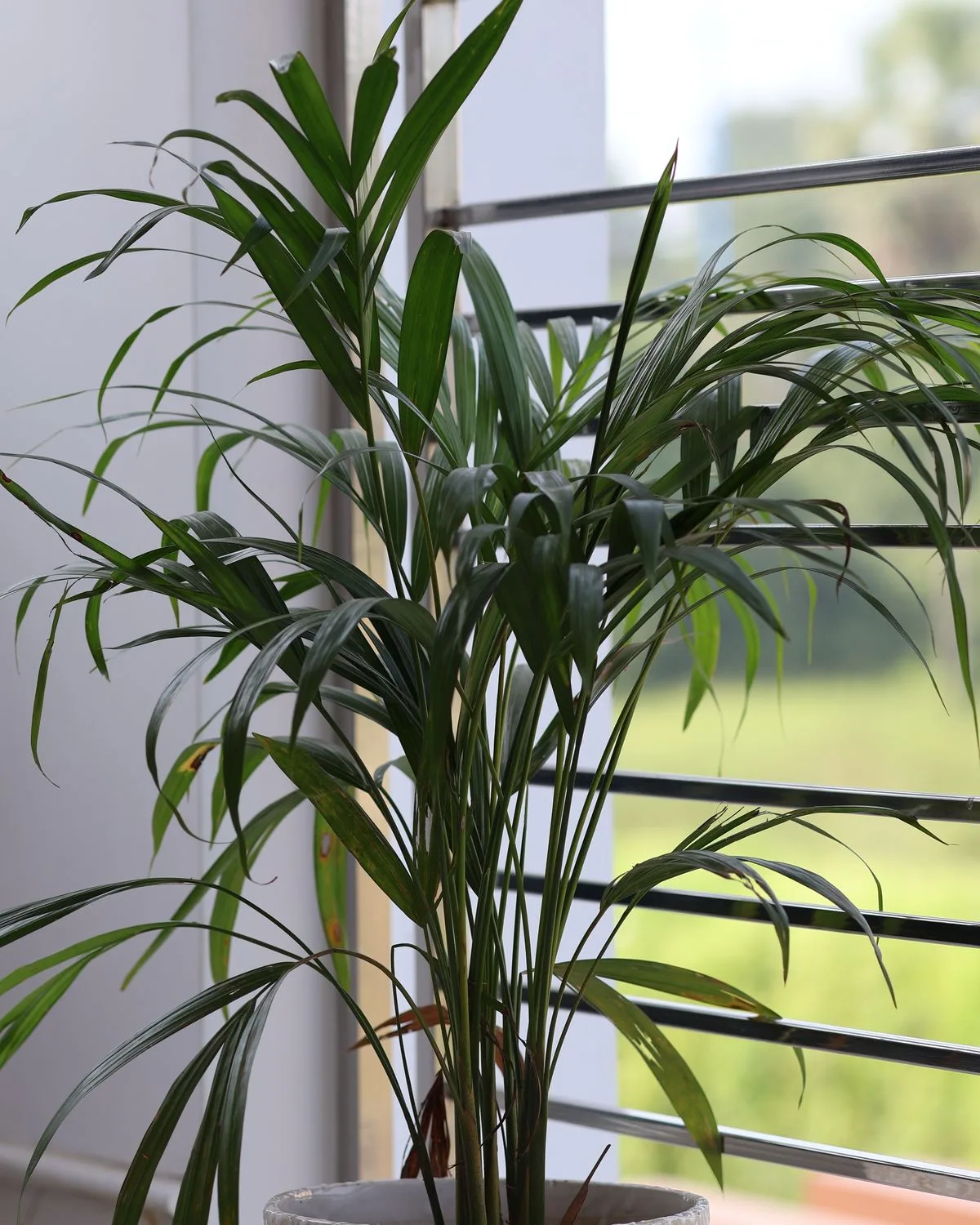 Areca Palm
