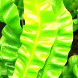 Asplenium nidus Crissie fern