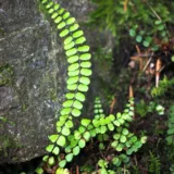 Asplenium nidus Crissie fern