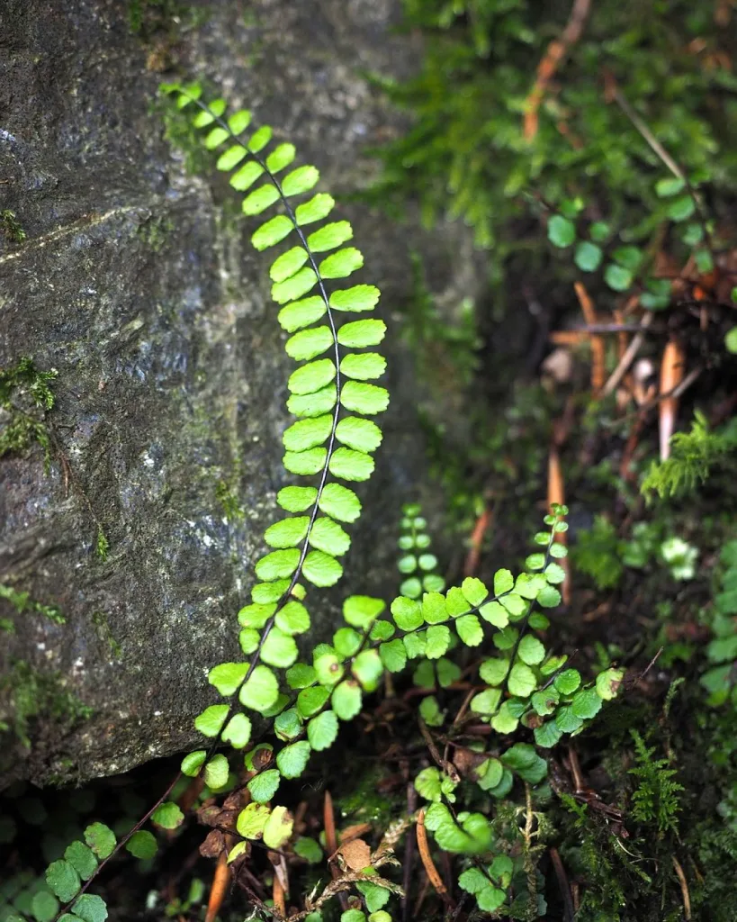 Asplenium nidus Crissie fern