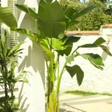 Banana – G9, Kela