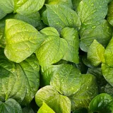 Betel Leaf (Maghai Paan)