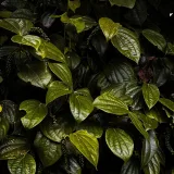 Betel Leaf (Maghai Paan)
