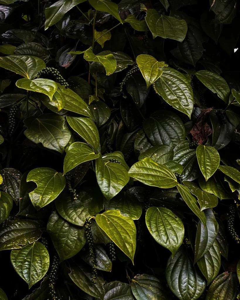 Betel Leaf (Maghai Paan)