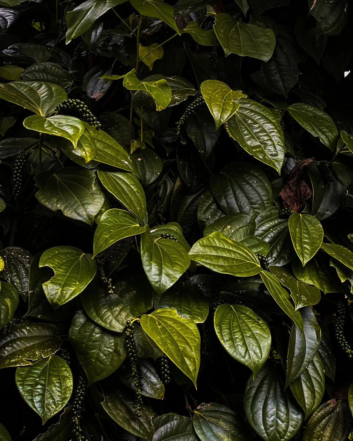 Betel Leaf (Maghai Paan)