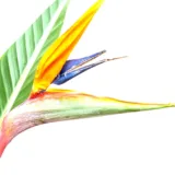 Bird of Paradise