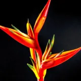 Bird of Paradise