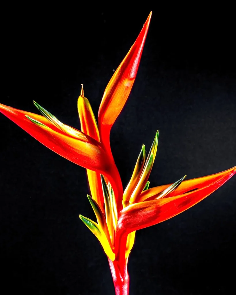 Bird of Paradise