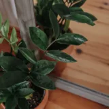 Black ZZ Plant