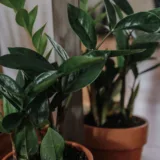 Black ZZ Plant