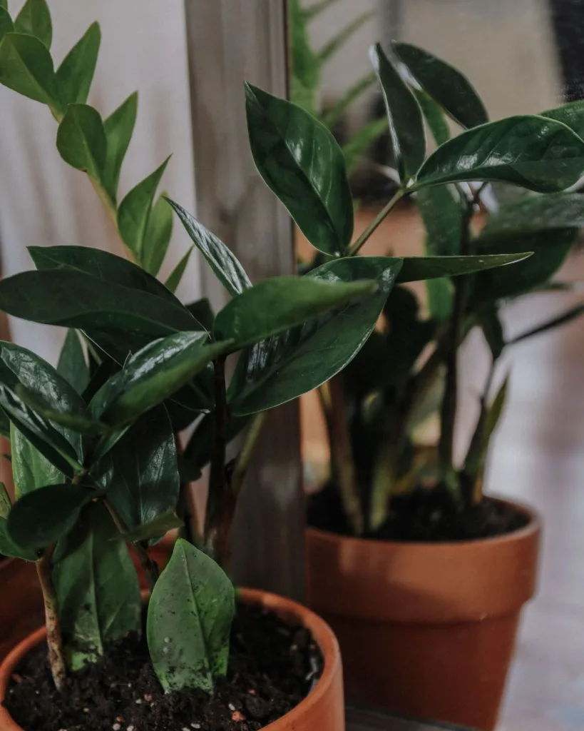 Black ZZ Plant