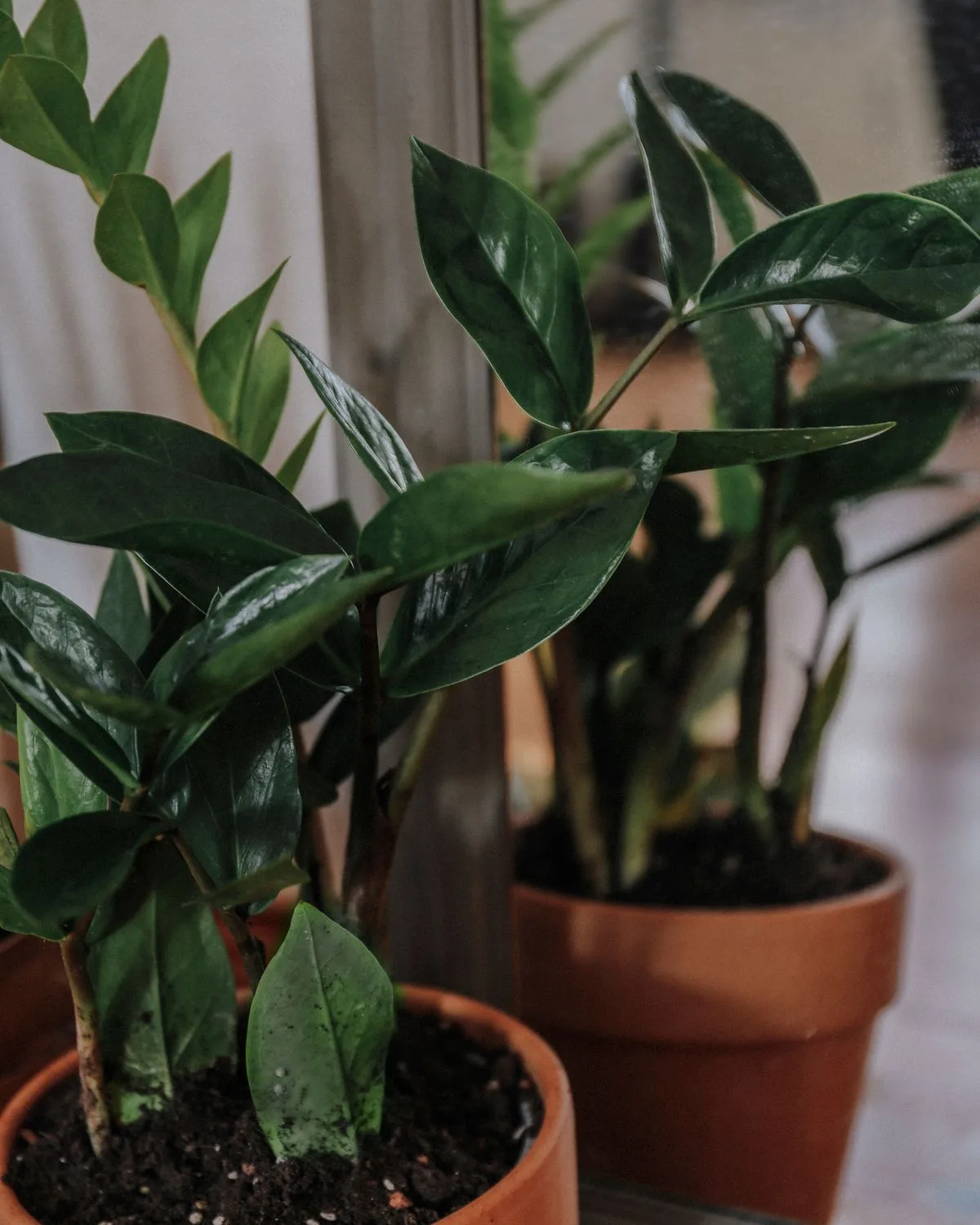 Black ZZ Plant