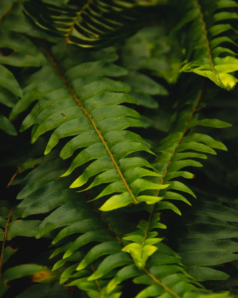 Boston Fern