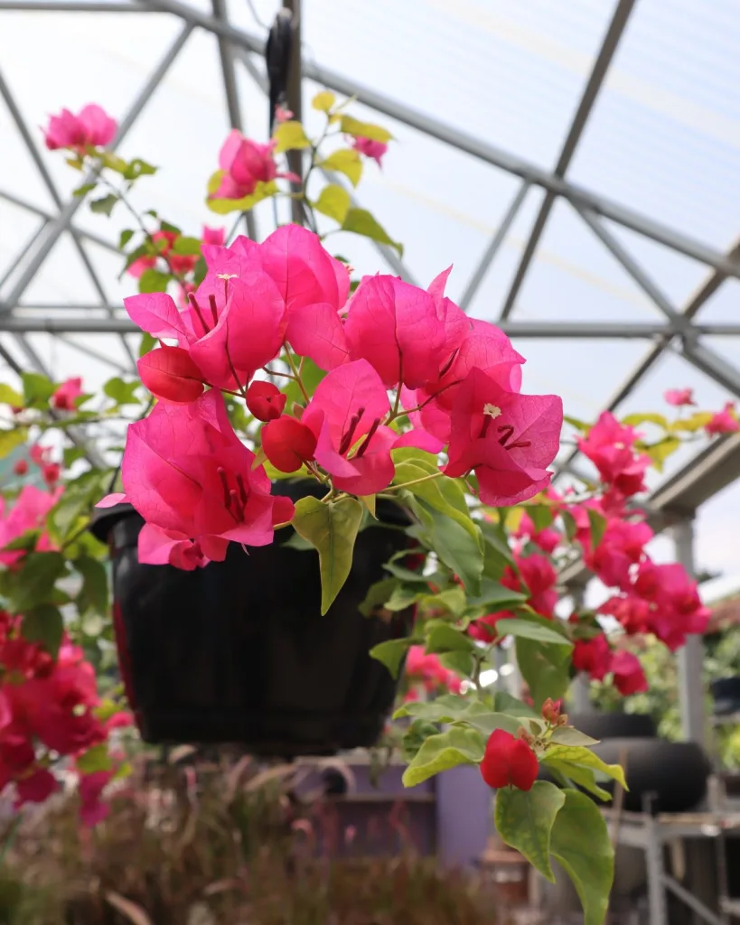 Bougainvillea Dwarf (Pink)