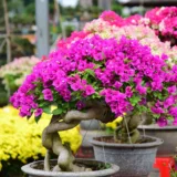 Bougainvillea Dwarf (Pink)