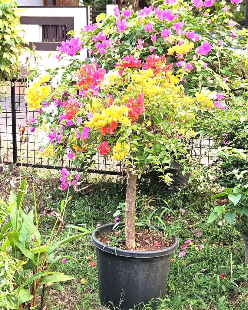Bougainvillea (Orange)