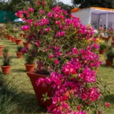 Bougainvillea (Pink)