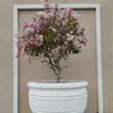 Bougainvillea (Pink)