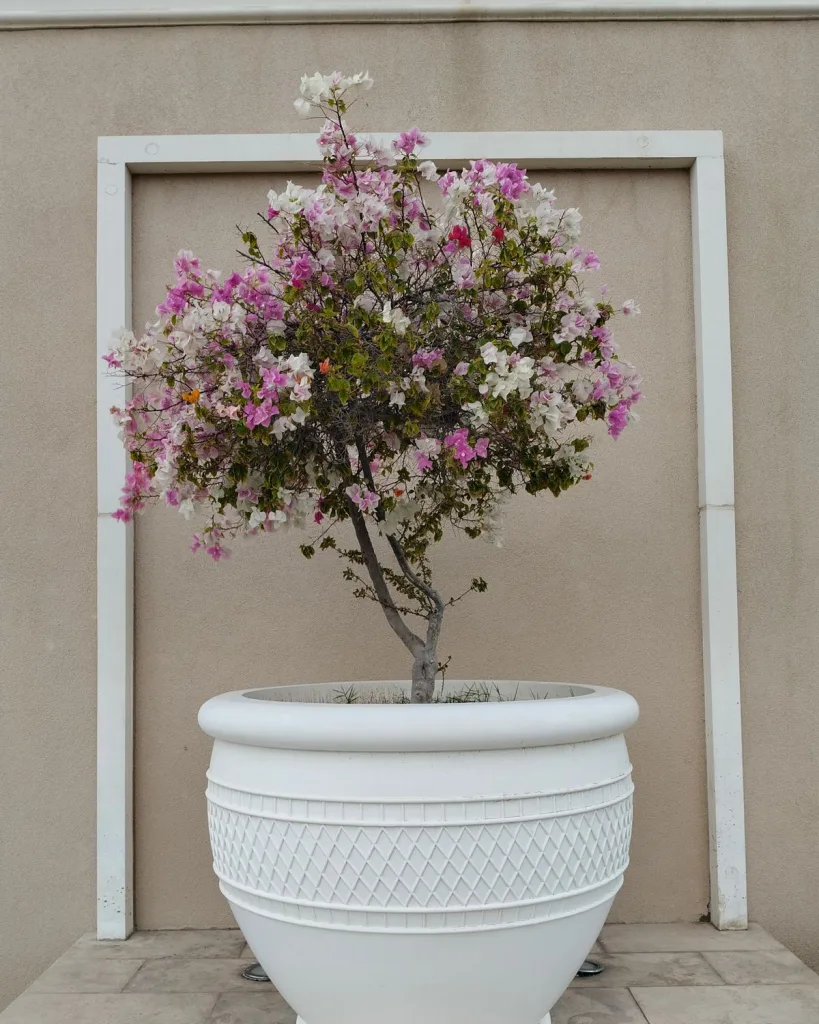 Bougainvillea (Pink)