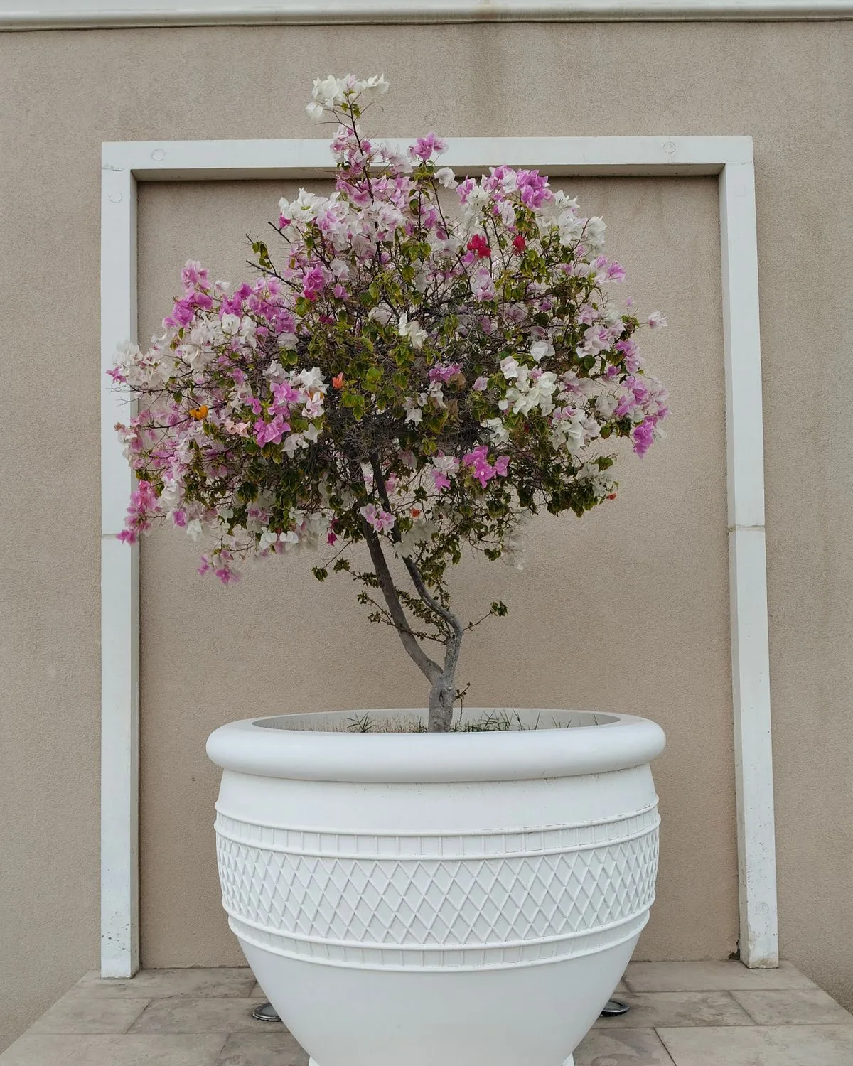 Bougainvillea (Pink)