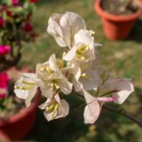 Bougainvillea (Red)