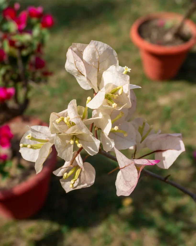Bougainvillea (Red)