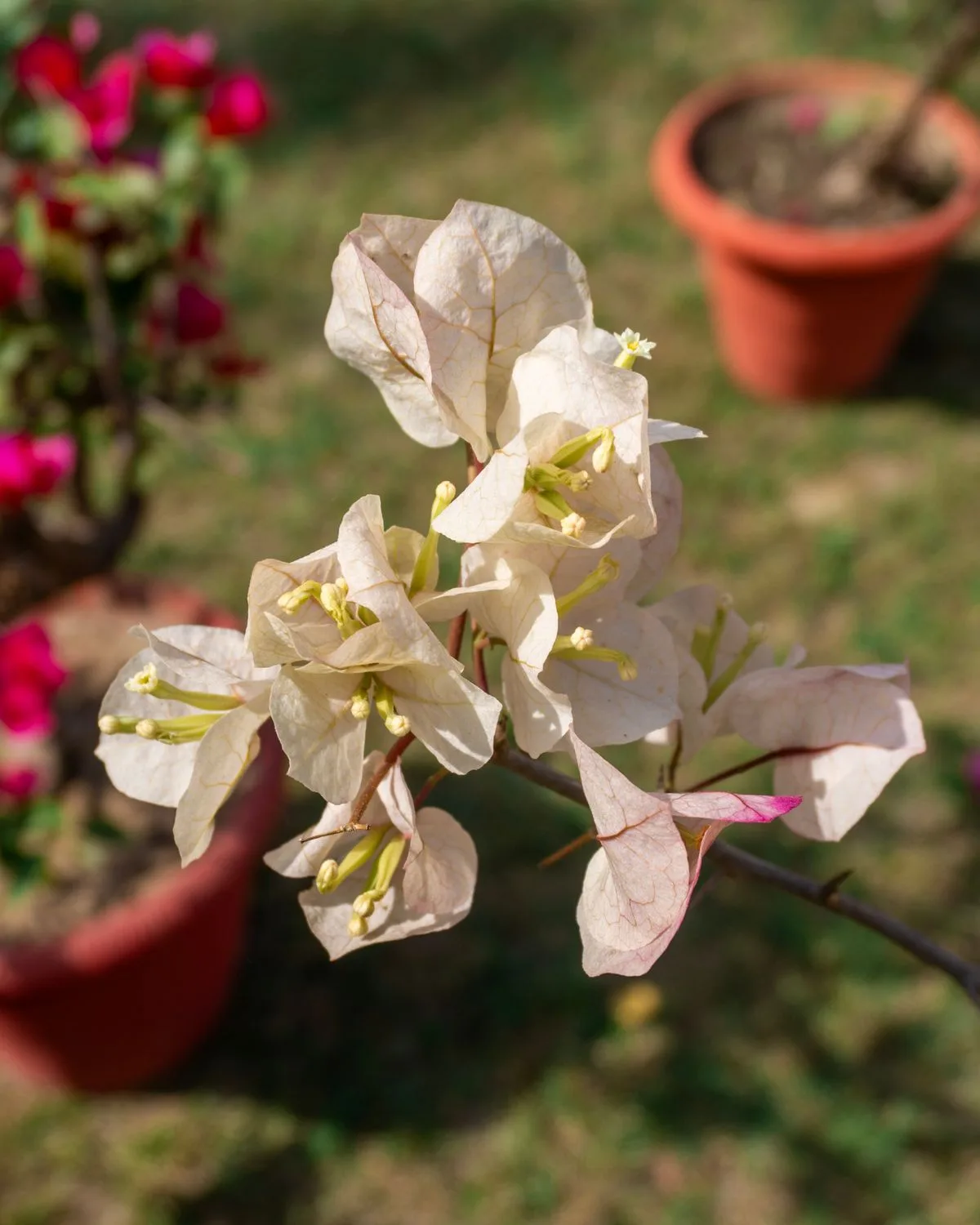 Bougainvillea (Red)