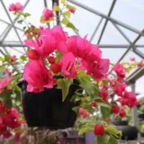 Bougainvillea (White)