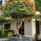 Bougainvillea (Yellow)
