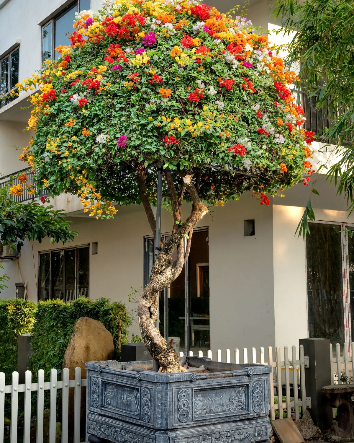 Bougainvillea (Yellow)