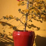 Bougainvillea (Yellow)