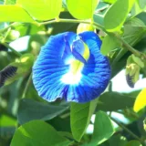 Butterfly Pea / Gokarna (Blue)