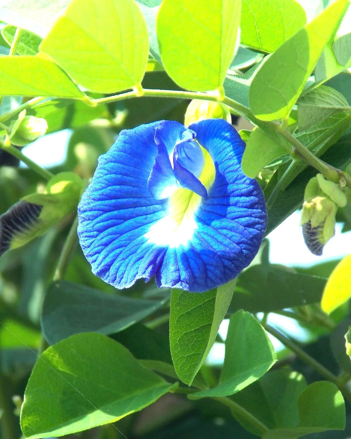 Butterfly Pea / Gokarna (Blue)