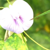 Butterfly Pea / Gokarna (White)
