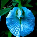 Butterfly Pea / Gokarna (White)