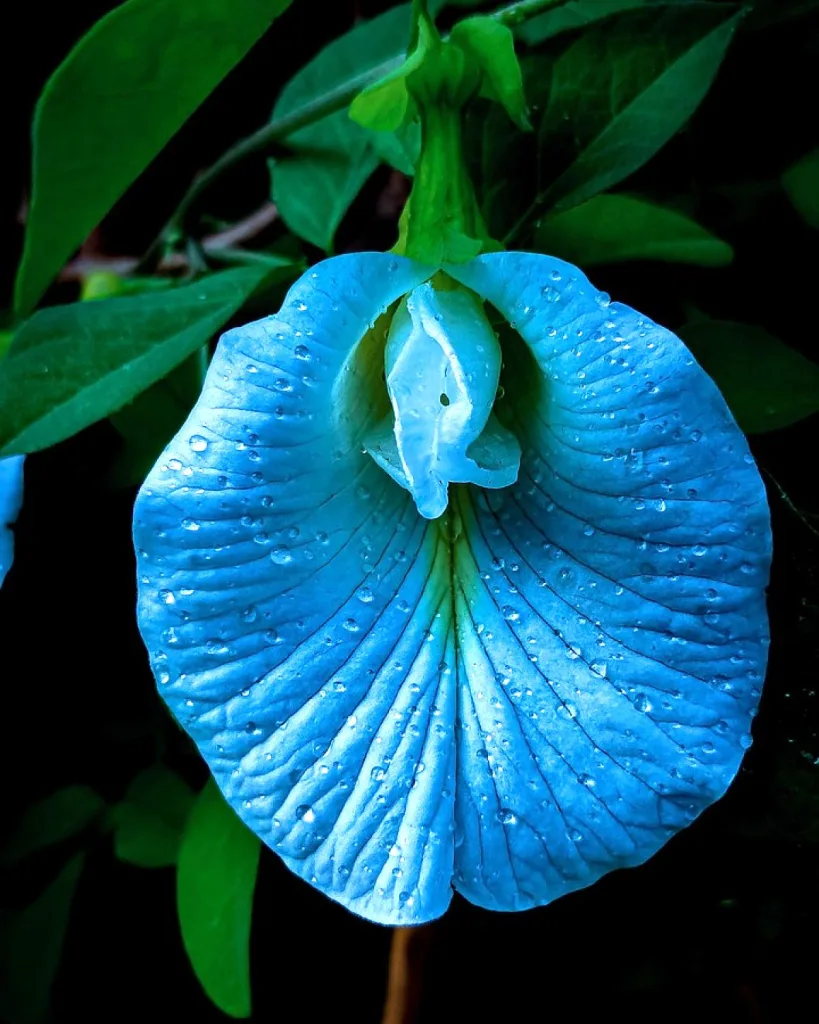 Butterfly Pea / Gokarna (White)
