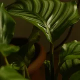 Calathea Corona