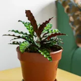 Calathea Corona