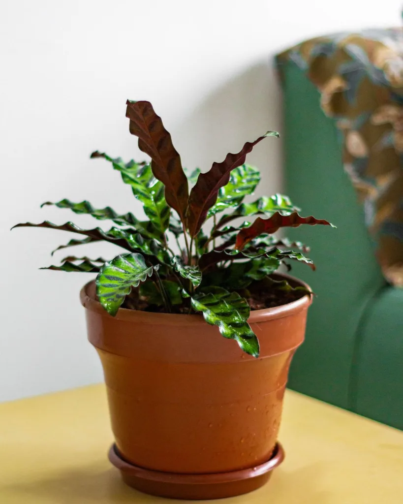 Calathea Corona