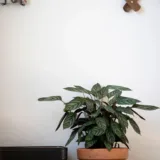 Calathea concinna freddie, Calathea concinna