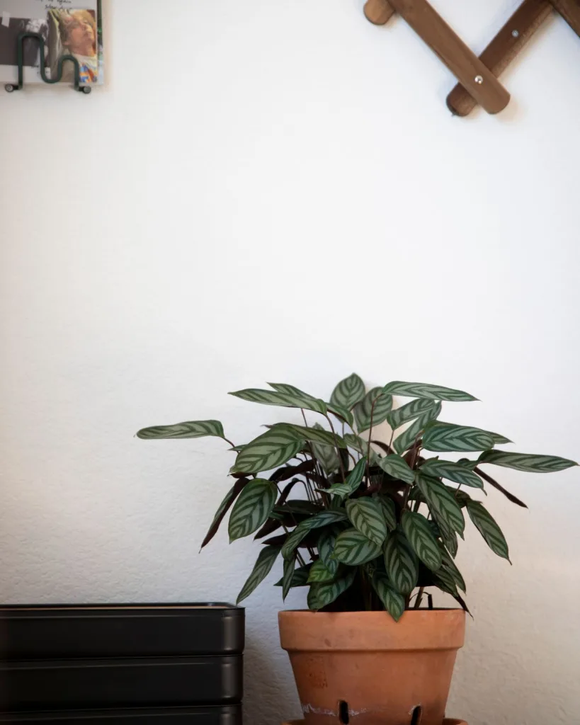Calathea concinna freddie, Calathea concinna