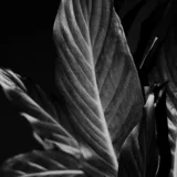 Calathea ornata albolineata, Calathea ornata (White stripes)