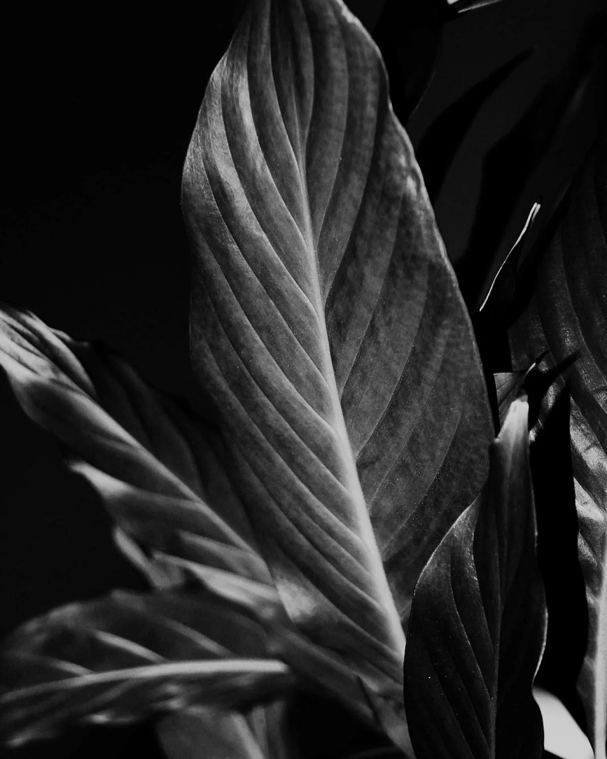 Calathea ornata albolineata, Calathea ornata (White stripes)