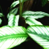 Calathea ornata albolineata, Calathea ornata (White stripes)
