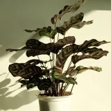 Calathea ornata pinstripe, Calathea ornata (Pink stripes)