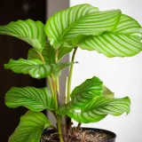 Calathea ornata pinstripe, Calathea ornata (Pink stripes)