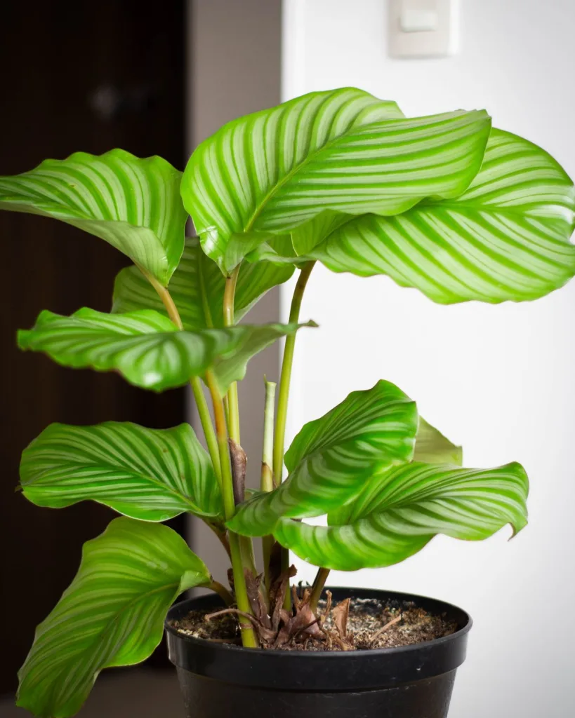 Calathea ornata pinstripe, Calathea ornata (Pink stripes)