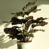 Calathea roseopicta medallion, Calathea marion