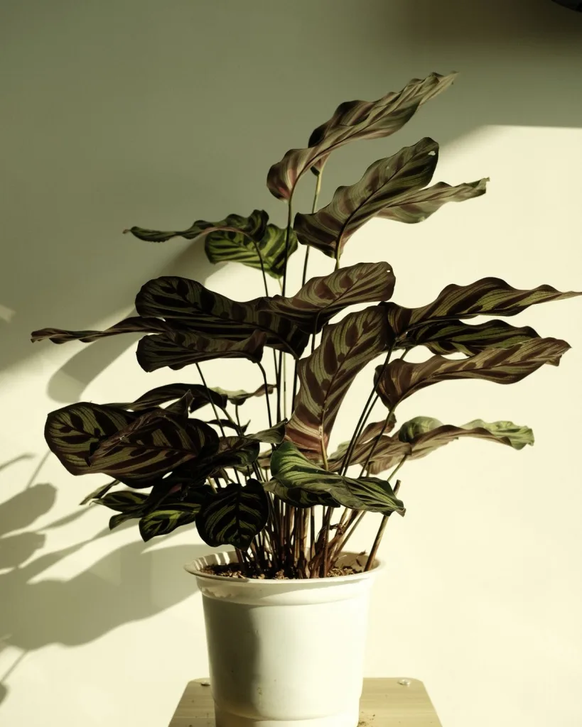 Calathea roseopicta medallion, Calathea marion